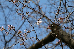 富士山公園 03.18