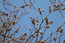 桃畑緑地公園 03.18 桃畑緑地公園 03.18