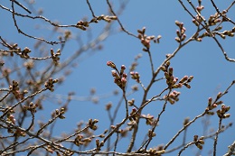 桃畑緑地公園 03.18