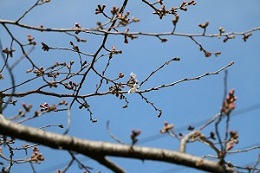 しらさぎ公園 03.18 しらさぎ公園 03.18