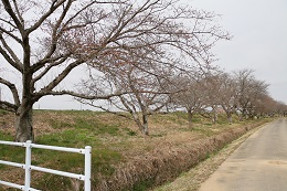 田川さくら堤 03.19 (2) 田川さくら堤 03.19 (2)