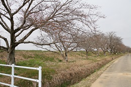 田川さくら堤 03.19 (2)