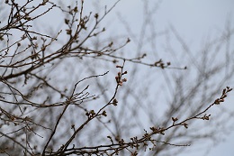 城址公園 03.19 (1)