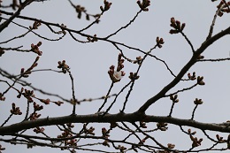 桃畑緑地公園 03.19 (1) 桃畑緑地公園 03.19 (1)