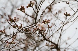 蓼沼親水公園 03.19 (1) 蓼沼親水公園 03.19 (1)