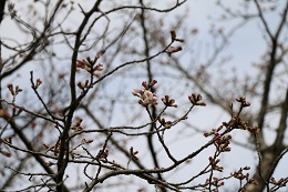 しらさぎ公園 03.19 (1) しらさぎ公園 03.19 (1)