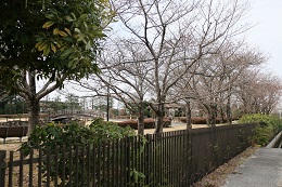 しらさぎ公園 03.19 (2)