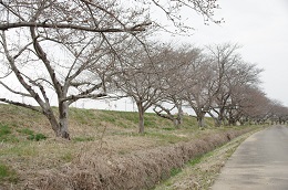 田川さくら堤 03.20 田川さくら堤 03.20