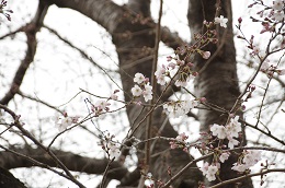 富士山公園 03.20 富士山公園 03.20