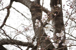 富士山公園 03.20