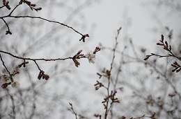 城址公園 03.20 城址公園 03.20