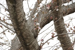 桃畑緑地公園 03.20 桃畑緑地公園 03.20