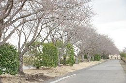 桃畑緑地公園 03.20 桃畑緑地公園 03.20