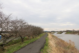 田川さくら堤 03.22 (2)