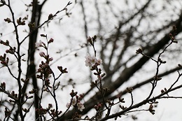 富士山公園 03.22 (1) 富士山公園 03.22 (1)