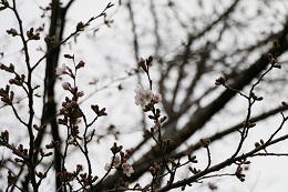 富士山公園 03.22 (1)