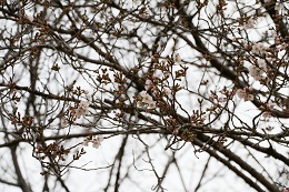 城址公園 03.22 (1) 城址公園 03.22 (1)