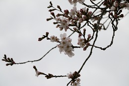 桃畑緑地公園 03.22 (1) 桃畑緑地公園 03.22 (1)