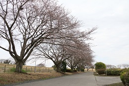 桃畑緑地公園 03.22 (2)