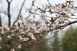 蓼沼親水公園 03.22 (1) 蓼沼親水公園 03.22 (1)