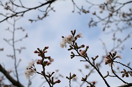 しらさぎ公園 03.22 (1) しらさぎ公園 03.22 (1)