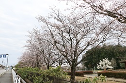 しらさぎ公園 03.22 (2) しらさぎ公園 03.22 (2)