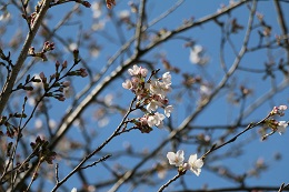 田川さくら堤 03.23 (1) 田川さくら堤 03.23 (1)