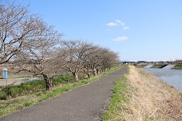 田川さくら堤 03.23 (2)
