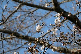 富士山公園 03.23 (1)