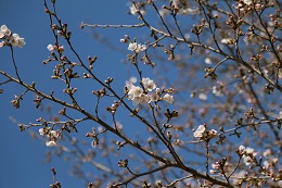 城址公園 03.23 (1)