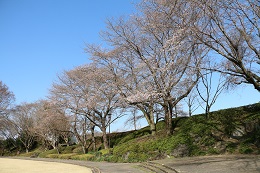 城址公園 03.23 (2)