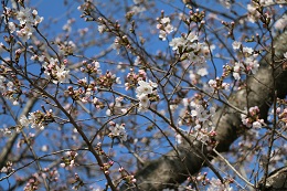 桃畑緑地公園 03.23 (1) 桃畑緑地公園 03.23 (1)