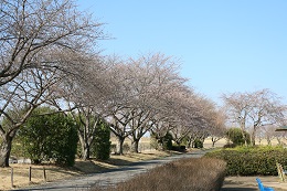 桃畑緑地公園 03.23 (2)