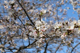 蓼沼親水公園 03.23 (1) 蓼沼親水公園 03.23 (1)