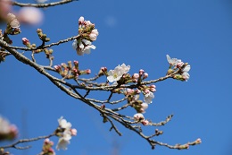 しらさぎ公園 03.23 (1) しらさぎ公園 03.23 (1)