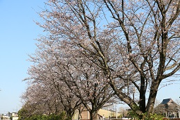しらさぎ公園 03.23 (2) しらさぎ公園 03.23 (2)