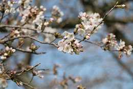 田川さくら堤 03.24 (1) 田川さくら堤 03.24 (1)