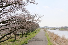 田川さくら堤 03.24 (2) 田川さくら堤 03.24 (2)