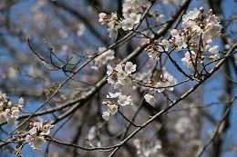富士山公園 03.24 (1) 富士山公園 03.24 (1)