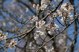 富士山公園 03.24 (1)