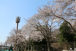 富士山公園 03.24 (2) 富士山公園 03.24 (2)