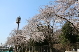 富士山公園 03.24 (2)