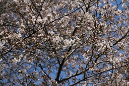 城址公園 03.24 (1) 城址公園 03.24 (1)