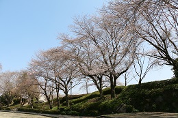 城址公園 03.24 (2)