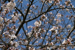 桃畑緑地公園 03.24 (1) 桃畑緑地公園 03.24 (1)