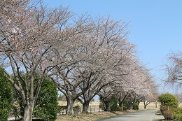 桃畑緑地公園 03.24 (2)