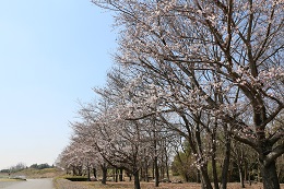 蓼沼親水公園 03.24 (2)