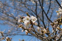 しらさぎ公園 03.24 (1) しらさぎ公園 03.24 (1)