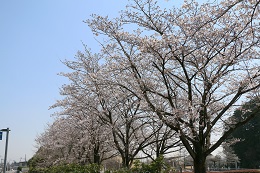 しらさぎ公園 03.24 (2) しらさぎ公園 03.24 (2)