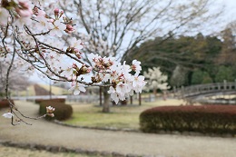 しらさぎ公園 03.25 (1)